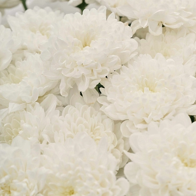 Монобукет из белой кустовой хризантемы